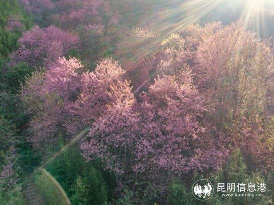 昆明宜良冬林苑：历史14年荒地变绿洲 粉色樱花焕颜迎新春