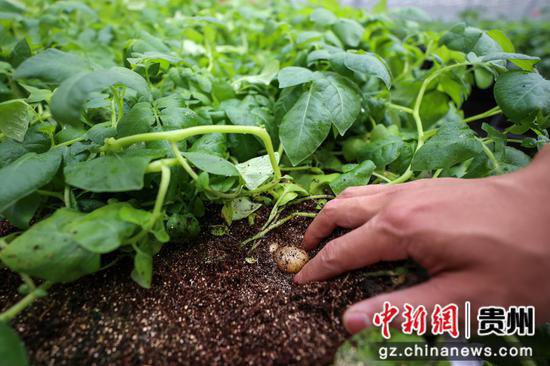 贵州威宁：<em>无土栽培</em>马铃薯原原种 助推马铃薯产业提质增效