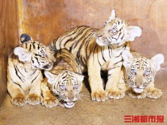 在线征名！长沙生态动物园的四只华南虎宝宝等你来起<em>名字</em>