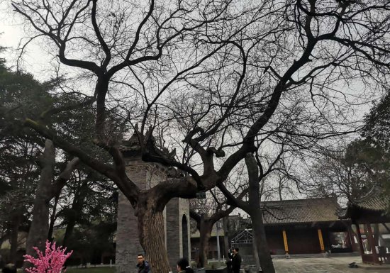 西安有群千年古<em>槐树</em>，<em>种植</em>于大唐年间，最年长的有1300多岁！