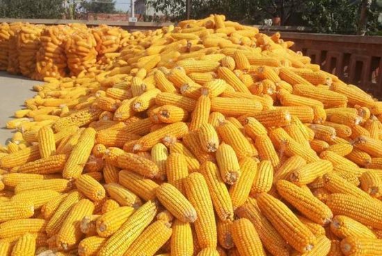 新玉米上市了，<em>干玉米和湿玉米价格</em>已出，看看最新报价是多少？