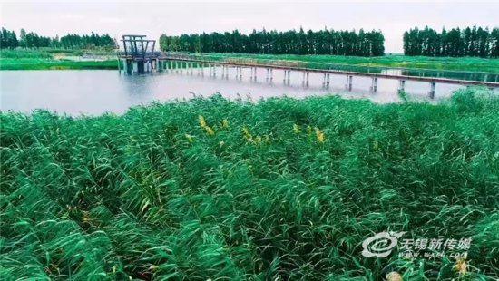 湿地“串珠成链”，宜兴水生态修复“绣”出<em>太湖</em>西岸“绿腰带”