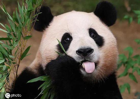 人气火爆！大熊猫福宝写真集在韩热销