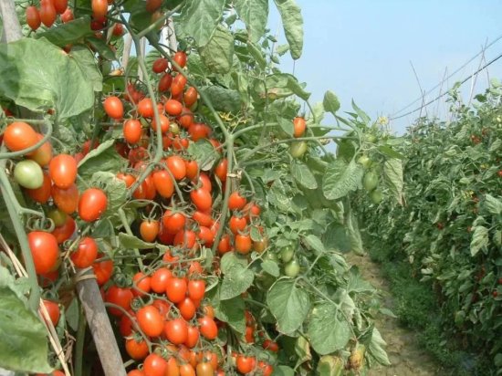 百色番茄上市啦！产量预计达100万吨！