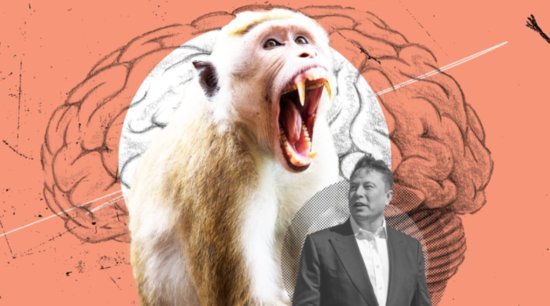 马斯克公司大脑芯片实验 已有15只猴子死亡