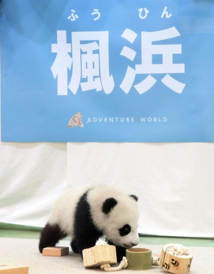 日本大熊猫宝宝被取名“枫浜”