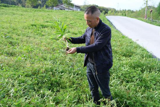撂荒地变种植园 药材飘香润心田——重庆巫山中药材产业见闻