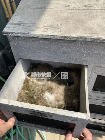 <em>杭州</em>有只鸟儿到居民家里做窝 已经连续五年