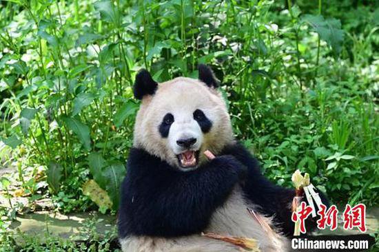 中国两只大熊猫将赴美国圣迭戈开启<em>10年</em>旅居生活