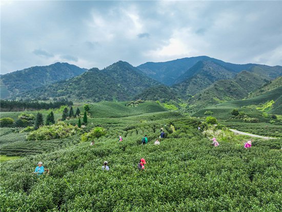 湖南江华：茶旅融合助力乡村振兴