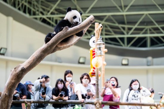 全球连线 | 旅马熊猫宝宝庆生 取名“升谊”有深意