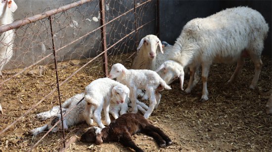 吉木萨尔县：接羔保育正当时 增收致富“喜羊羊”