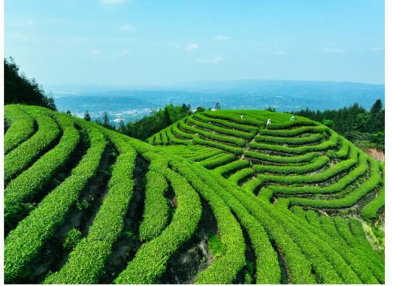 深度融合赋能产业发展雅安藏茶产业高质量发展大会在雅安雨城...