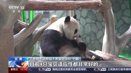 @甘肃市民 五一来兰州<em>野生动物</em>园看大熊猫啦！