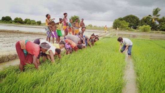 资讯有故事 | 中国杂交水稻在马达加斯加：农民致富之路 国家自足...