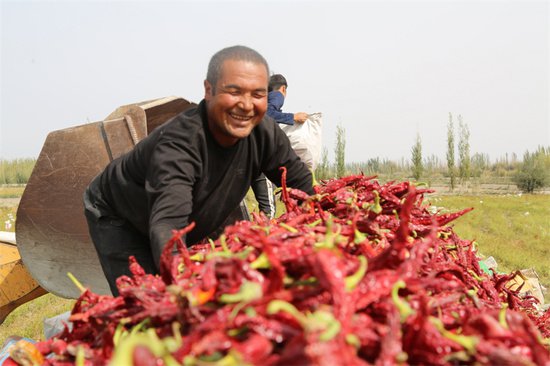 深秋的新疆焉耆铺满“红毯”