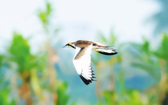 三江湾湿地发现水雉族群