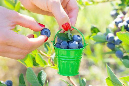 家养盆栽<em>蓝莓</em>，施肥需要注意<em>什么</em>？家养<em>蓝莓</em>施肥的黄金法则！