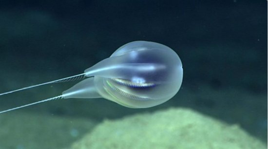 吃货们感受下：科学家发现全透明新物种 藏在<em>海底最深处</em>