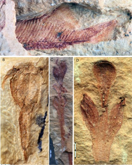 科学研究发现4.1亿年前<em>九尾狐</em>甲鱼及其特征