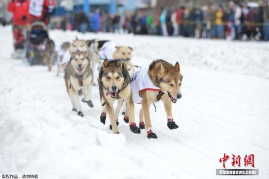 美知名<em>狗</em>拉雪橇大赛登场 47组队伍将跋涉约1300公里