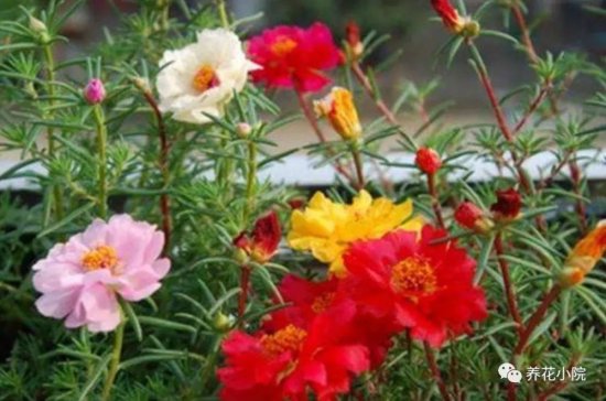 院子里<em>适合栽</em>4种花，养护简单，开花又漂亮
