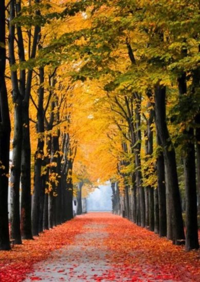朗诵：人间最美是秋天！