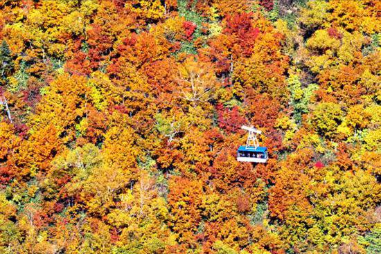 日本北阿尔卑斯<em>山脉的</em>“立山”迎来红叶观赏季