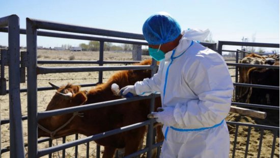 打好春季防疫“预防针” 筑牢牲畜疫病“防护网”