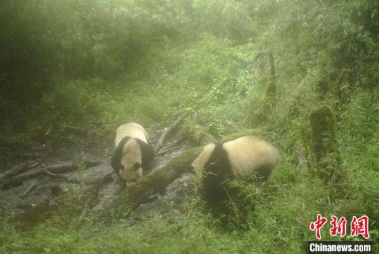 四川宝兴：两只野生大熊猫在“网红水塘”<em>结伴而行</em>