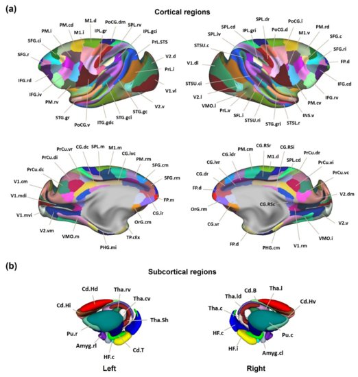 我国科学家绘制出全新猕猴脑网络组图谱