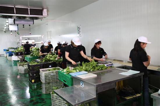 沪鑫<em>餐饮</em>长宁蔬菜供应 食堂承包中不可或缺的专业服务