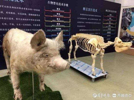 “猪坚强”在大连做成标本，将被送回建川博物馆展览