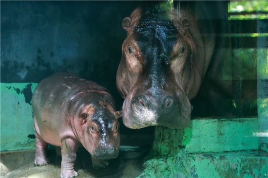 河马家族“功勋妈妈”诞下第六胎 上海动物园为河马宝宝公开征名