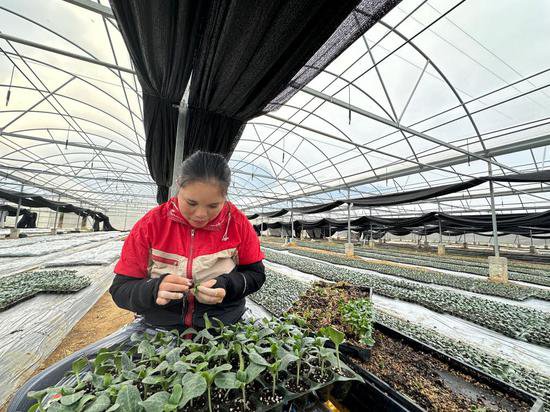 海南三亚：冬春季瓜菜收获忙