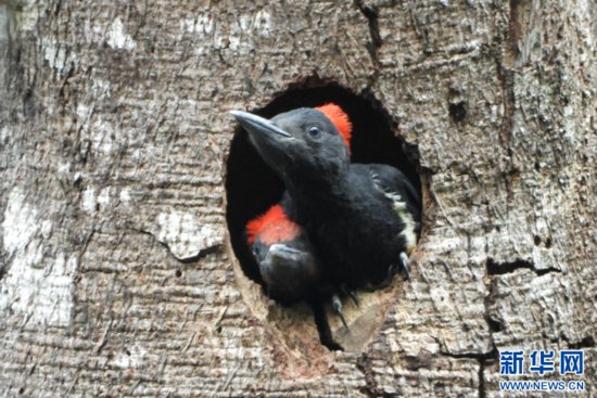 云南无量山拍摄到白腹黑啄木鸟育儿影像