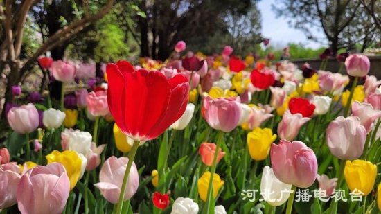 美极了！石家庄市植物园第十六届郁金香文化节开幕