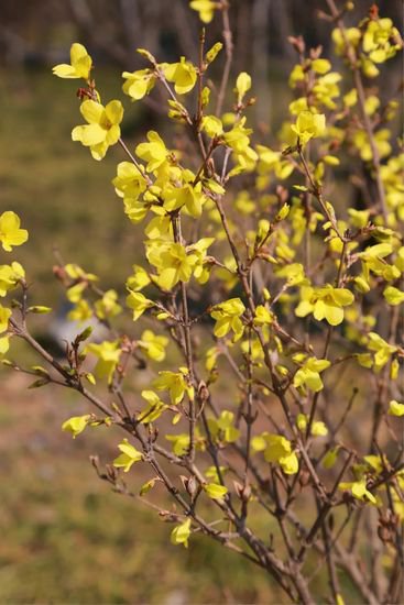 奇妙的自然 | 春日宝藏小黄花——连翘