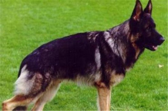 世界10大最凶猛的军犬，<em>中国昆明犬</em>成功上榜，你养过哪种？