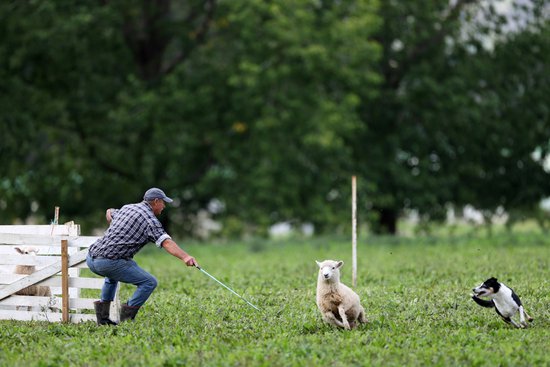 新西兰<em>奥克兰</em>平原举行牧羊犬选拔赛