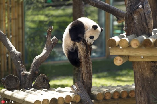 今天是国际熊猫节 你能抵住熊猫<em>的呆萌</em>诱惑吗？