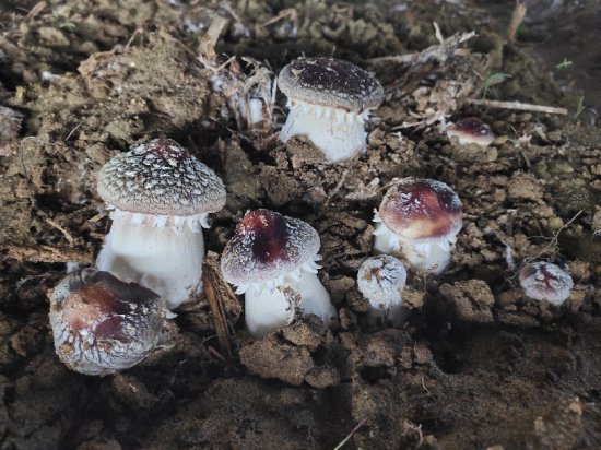 哈巴河县<em>种植</em>的食用菌新品种“赤松茸”出菇啦！