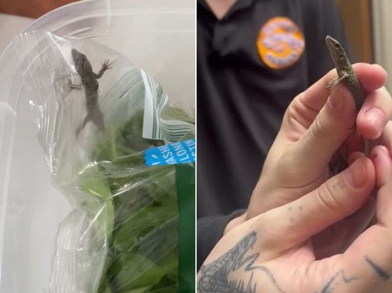英国一女子在冰箱<em>包装袋</em>里发现活蜥蜴
