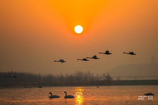黄河“天鹅湖”现“落日飞天”景观