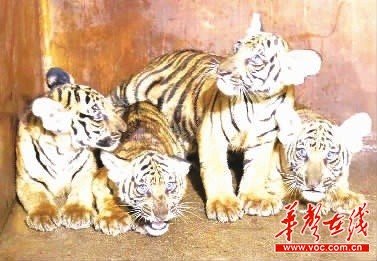 长沙生态动物园为四只虎宝宝征集名字 即日起至9月22日