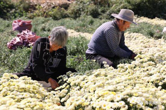 元氏：菊花产业为乡村振兴“锦上添花”