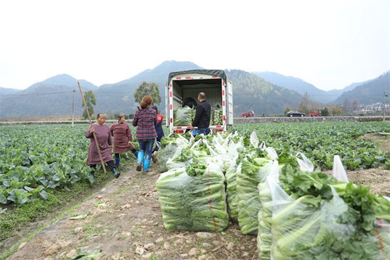 三都：百亩蔬菜喜丰收 助力村集体经济发展-新华网