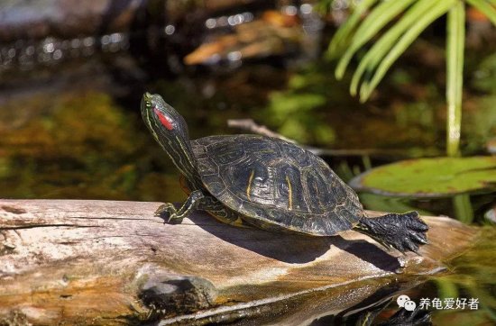 巴西龟的<em>寿命</em>最长只有35年？是龟中的短命王吗？