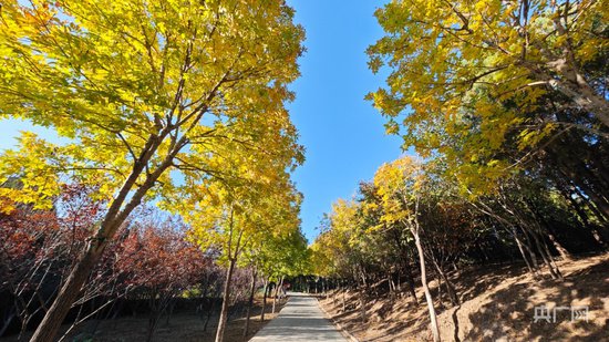 组图｜近4000亩彩叶林色彩斑斓 北宫国家森林公园秋色渐浓