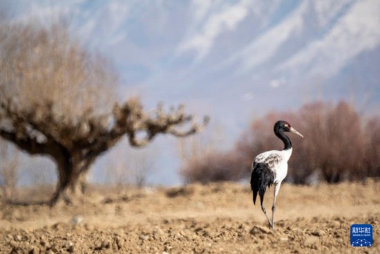 西藏南木林：田间黑颈鹤